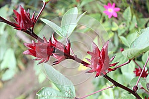 RosellaÃ¢â¬â¹ flowerÃ¢â¬â¹sÃ¢â¬â¹ onÃ¢â¬â¹ theÃ¢â¬â¹ treeÃ¢â¬â¹ inÃ¢â¬â¹ theÃ¢â¬â¹ organicÃ¢â¬â¹ garden.Ã¢â¬â¹ RedÃ¢â¬â¹ realÃ¢â¬â¹ flowerÃ¢â¬â¹sÃ¢â¬â¹ inÃ¢â¬â¹ theÃ¢â¬â¹ nature. photo